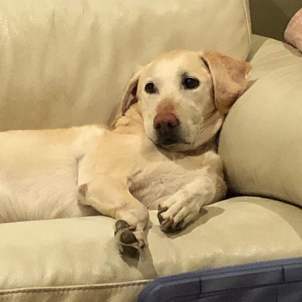 Meet your Posher, Carol